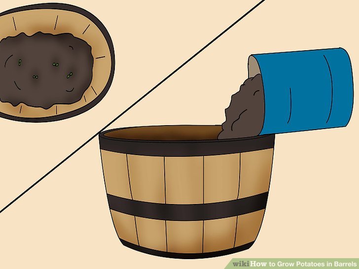 Image titled Grow Potatoes in Barrels Step 6