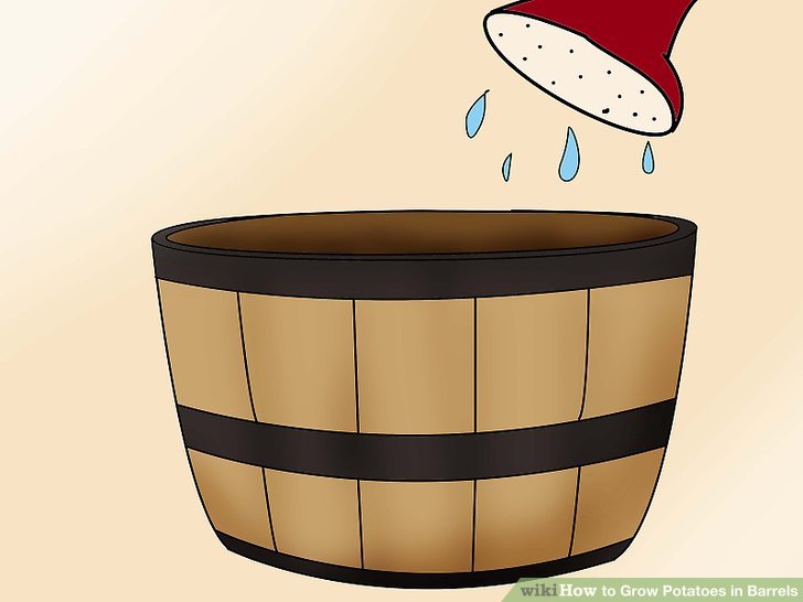 Image titled Grow Potatoes in Barrels Step 7