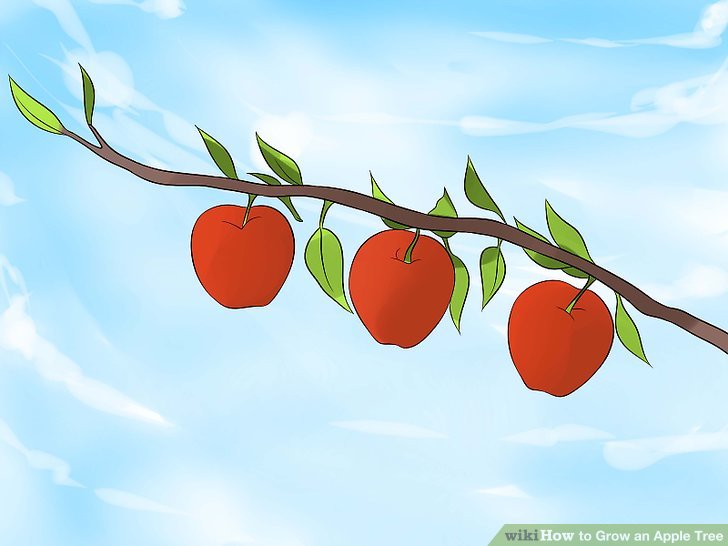 آموزش کاشت درخت سیب مرحله  16
