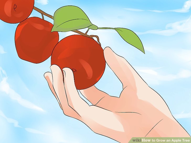 آموزش کاشت درخت سیب مرحله  17
