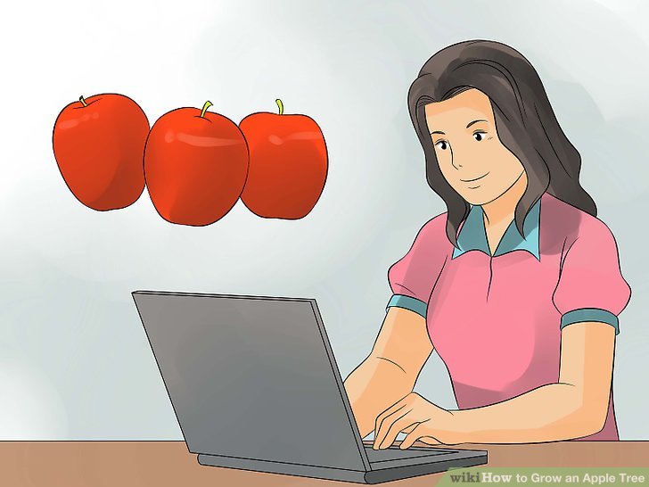 آموزش کاشت درخت سیب مرحله  2