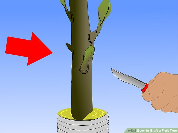 Image titled Graft a Fruit Tree Step 21