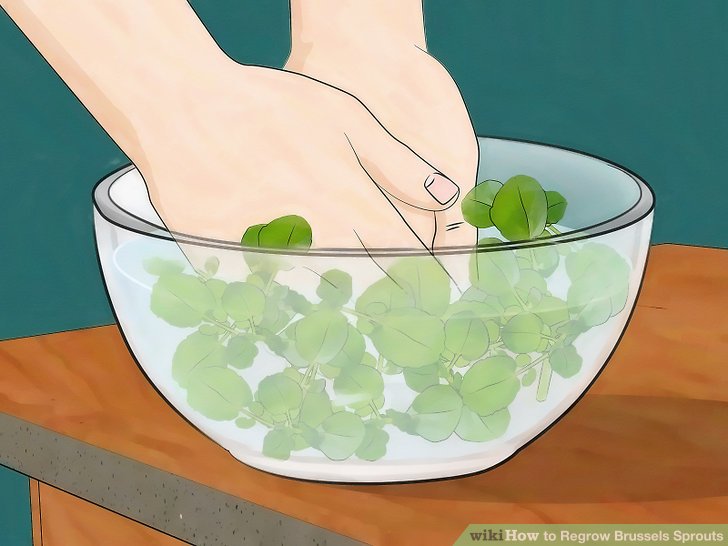 Image titled Grow Watercress Step 10