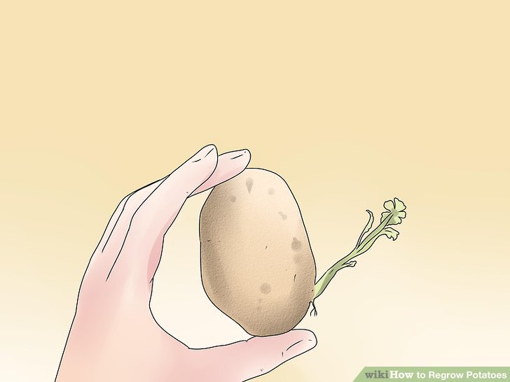 Image titled Chit Potatoes Step 1