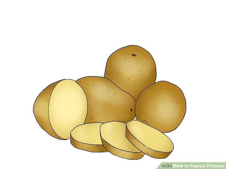 Image titled Grow Sweet Potatoes Step 2