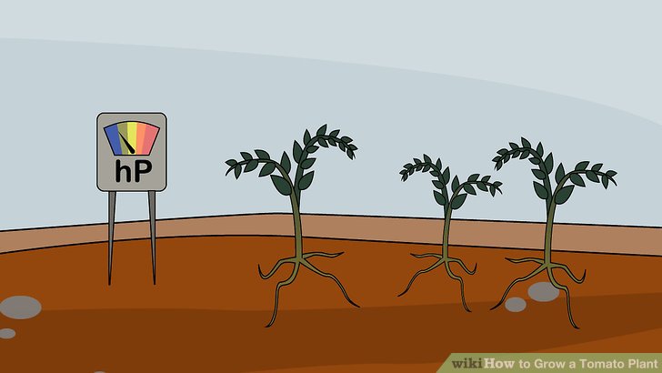 آموزش کاشت گوجه فرنگي مرحله 12