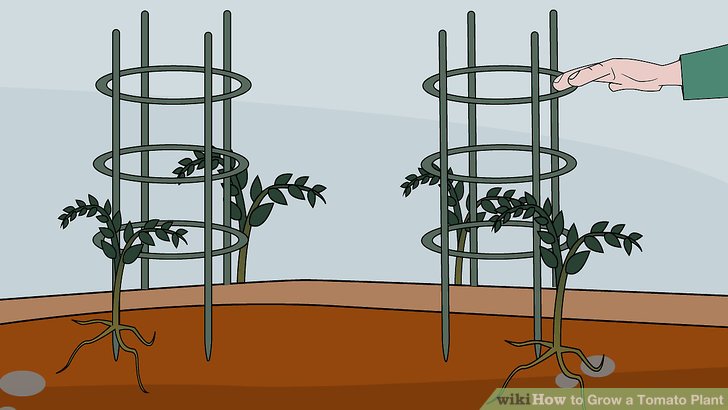 آموزش کاشت گوجه فرنگي مرحله 15