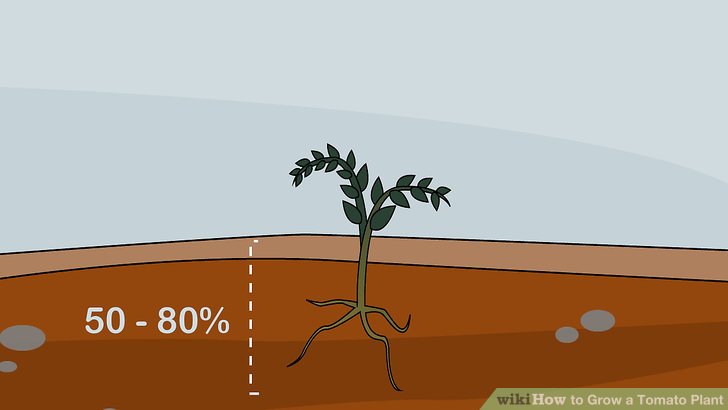 آموزش کاشت گوجه فرنگي مرحله 8