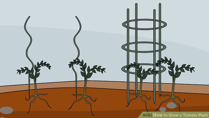 آموزش کاشت گوجه فرنگي مرحله 9