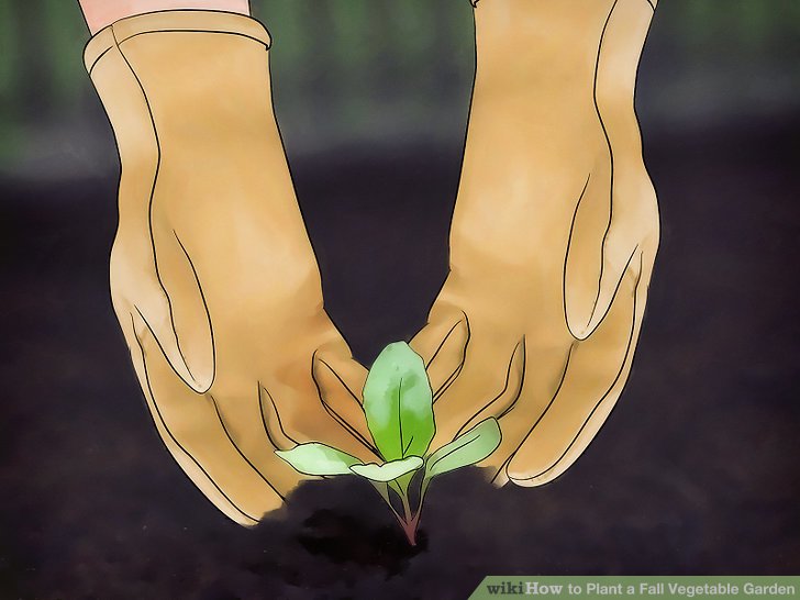 آموزش ايجاد باغ سبزيجات پاييزه مرحله 13