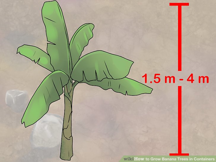 آموزش کاشت درخت موز در گلدان مرحله 2