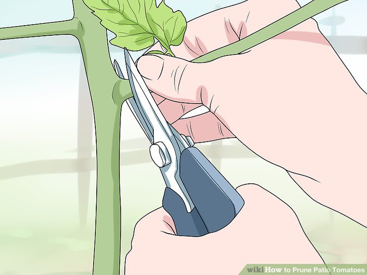  آموزش هرس شاخه هاي گياه گوجه فرنگي مرحله 3