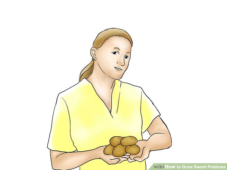 Image titled Grow Sweet Potatoes Step 1