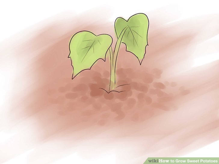 Image titled Grow Sweet Potatoes Step 17