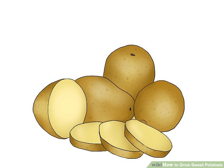 Image titled Grow Sweet Potatoes Step 2