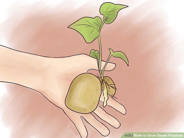 Image titled Grow Sweet Potatoes Step 20