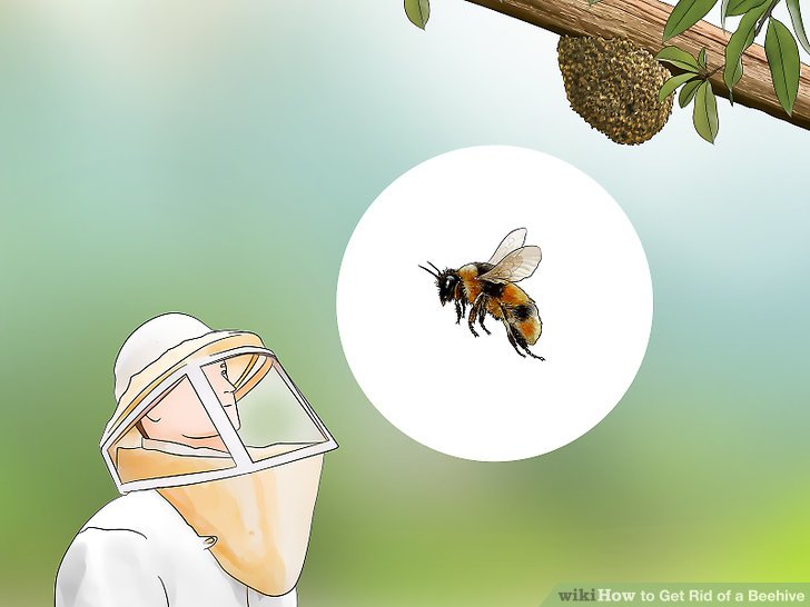 روش های مبارزه با زنبور عسل مرحله 3