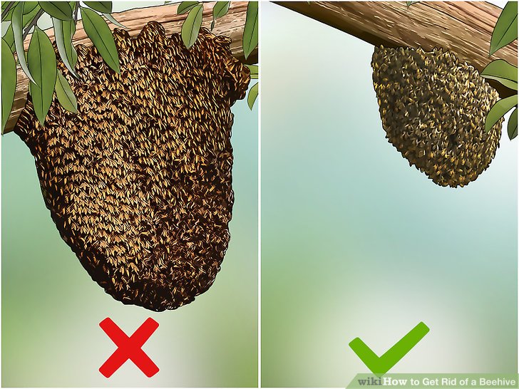 روش های مبارزه با زنبور عسل مرحله 4