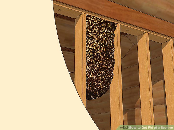روش های مبارزه با زنبور عسل مرحله 9