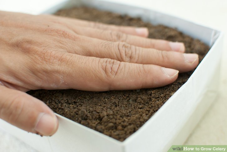 Image titled Plant Seeds in a Basic Seed Tray Step 8