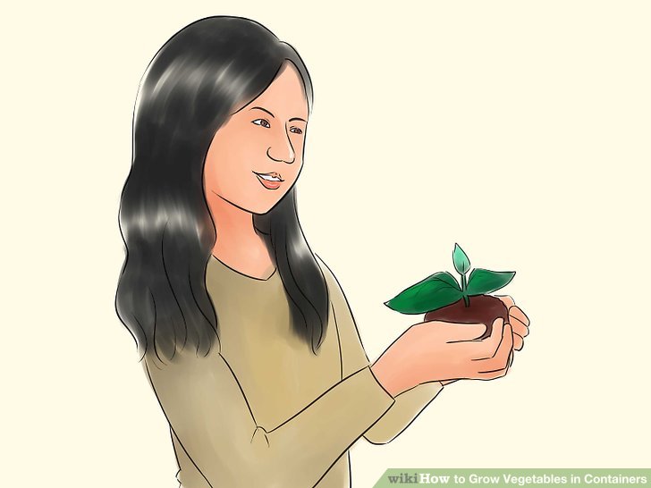   آموزش کاشت سبزیجات در گلدان مرحله  2