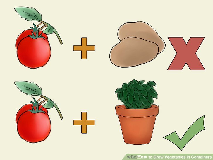   آموزش کاشت سبزیجات در گلدان مرحله  5