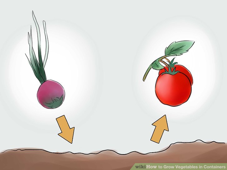   آموزش کاشت سبزیجات در گلدان مرحله  6