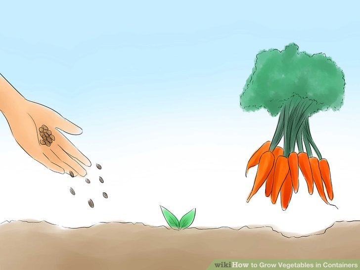   آموزش کاشت سبزیجات در گلدان مرحله  7