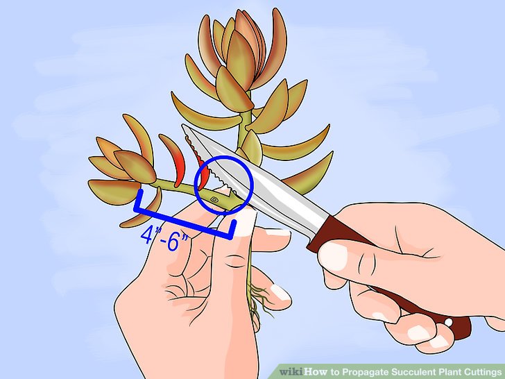 نحوه تکثیر قلمه های گیاه ساکولنت مرحله 5