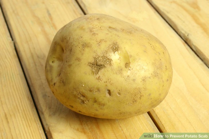 Image titled Prevent Potato Scab Step 4