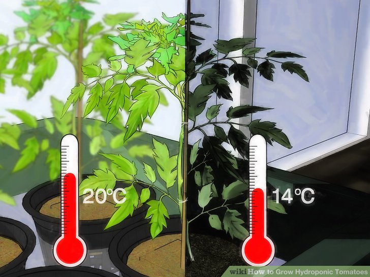 آموزش کاشت هيدروپونيک گوجه فرنگي مرحله 17