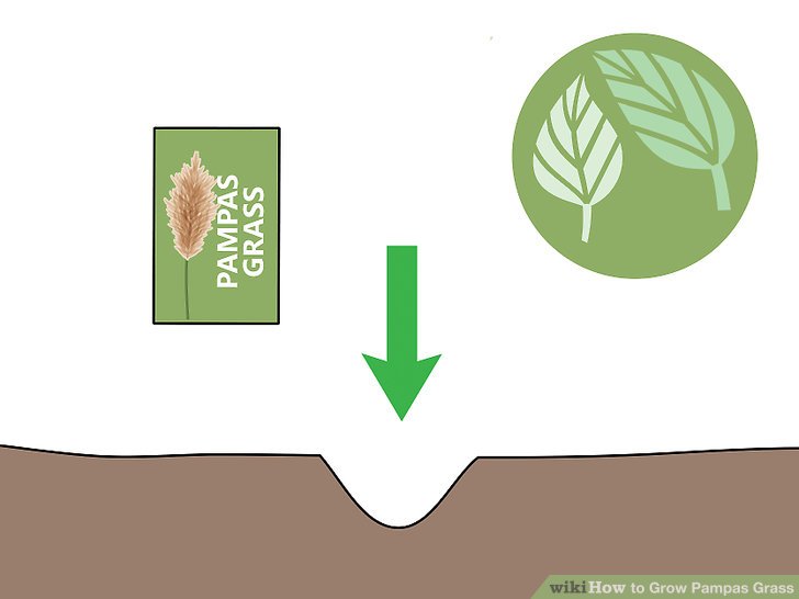 Image titled Grow Pampas Grass Step 01