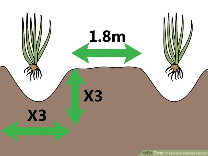 Image titled Grow Pampas Grass Step 06
