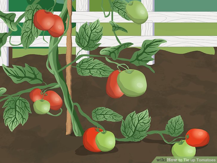 آموزش سرپيچي گياهان گوجه فرنگي مرحله 1