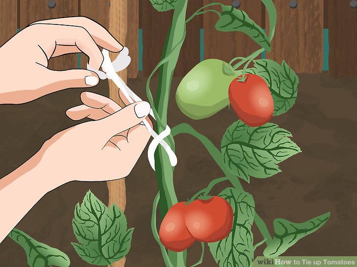 آموزش سرپيچي گياهان گوجه فرنگي مرحله 10