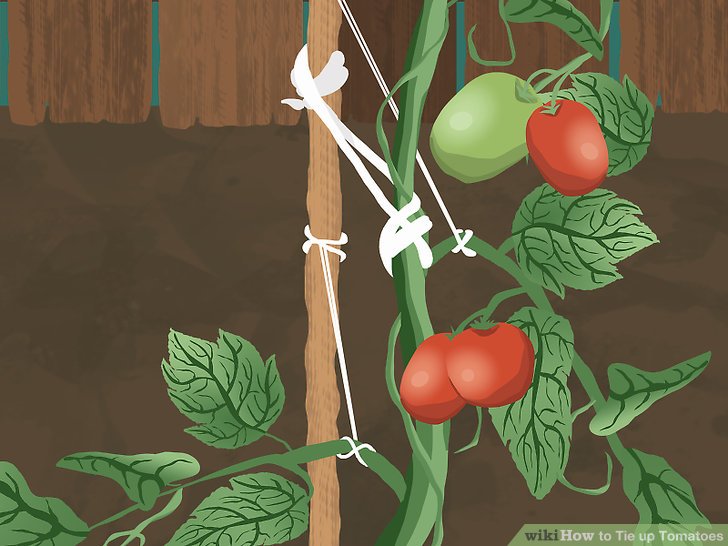 آموزش سرپيچي گياهان گوجه فرنگي مرحله 11
