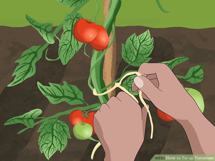 آموزش سرپيچي گياهان گوجه فرنگي مرحله 3