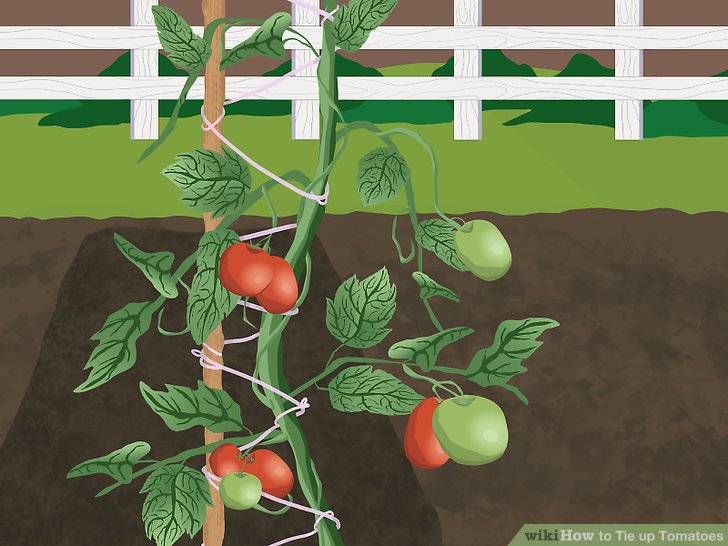 آموزش سرپيچي گياهان گوجه فرنگي مرحله 9
