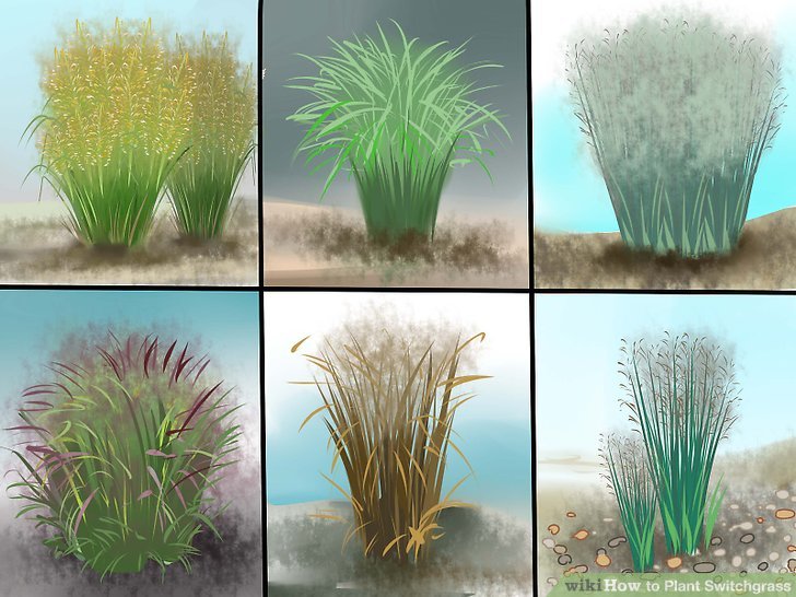 Image titled Plant Switchgrass Step 1