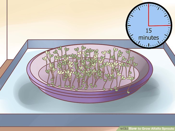 Image titled Grow Alfalfa Sprouts Step 19