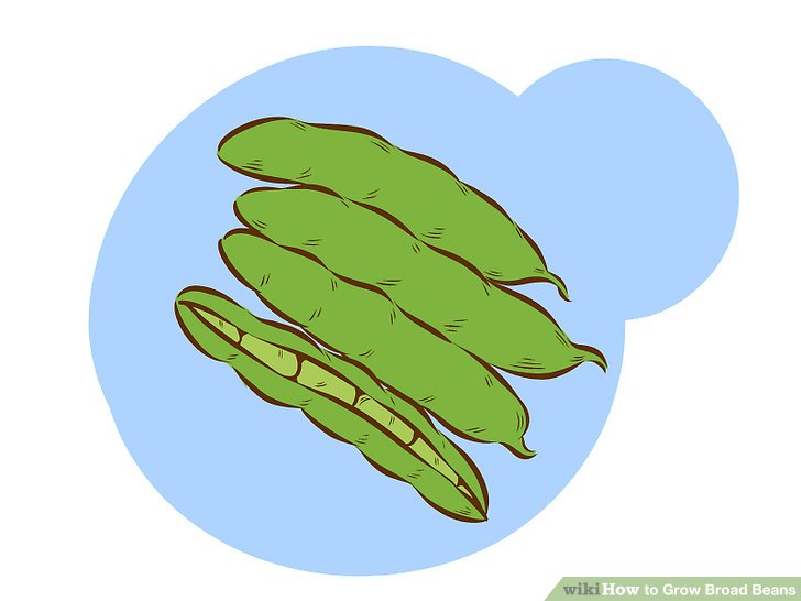 Image titled Grow Broad Beans Step 1Bullet1