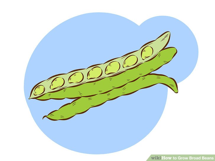 Image titled Grow Broad Beans Step 1Bullet2