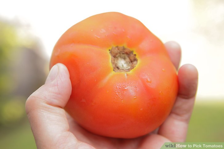 Image titled Pick Tomatoes Step 3Bullet1