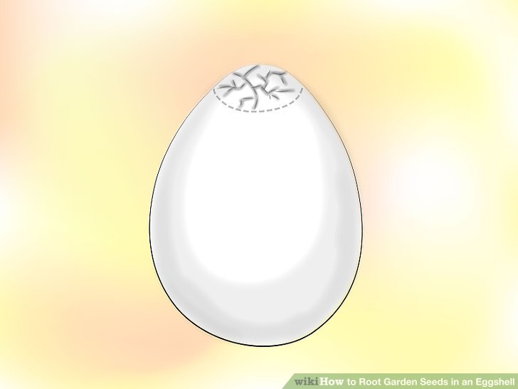 ریشه دار کردن بذر در پوست تخم مرغ 2