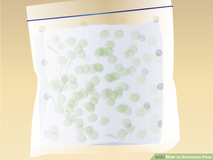 Image titled Germinate Peas Step 4