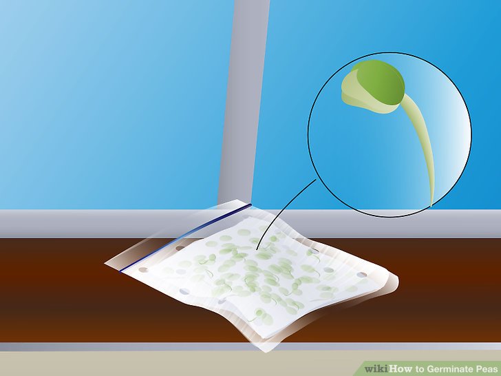 Image titled Germinate Peas Step 7