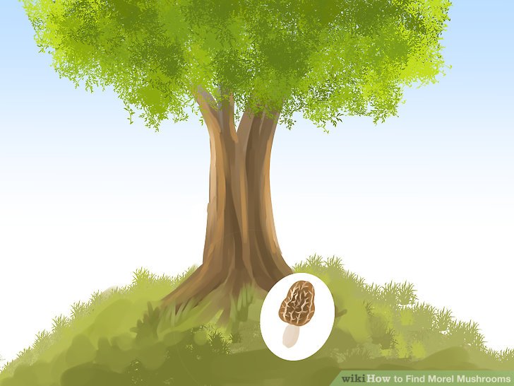Image titled Find Morel Mushrooms Step 1