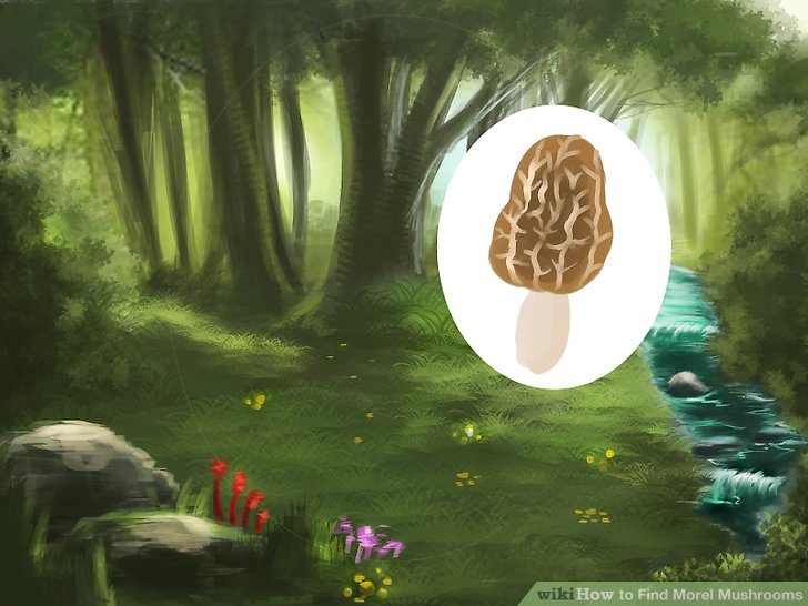 Image titled Find Morel Mushrooms Step 2