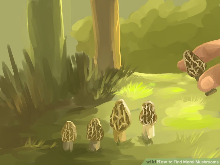 Image titled Find Morel Mushrooms Step 4