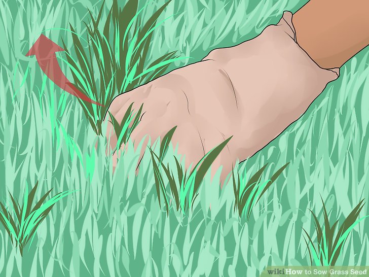 آموزش کاشت چمن با بذر مرحله 14